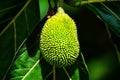 Breadfruit or Artocarpus altilis on a tree