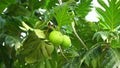 Breadfruit (Artocarpus altilis) on the tree. Breadfruit can be eaten once cooked