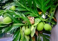 Breadfruit Artocarpus altilis tree with fruits Royalty Free Stock Photo
