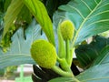 Beautiful Breadfruit Artocarpus altilis Tree in Manuas, Amazon, Brazil