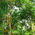 Breadfruit Artocarpus altilis tree with ripe fruits