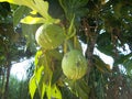 Breadfruit artocarpus atilis on tree, closeups 