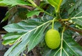 Breadfruit, Bread fruit tree, Bread nut tree Scientific name: Artocarpus altilis Royalty Free Stock Photo