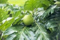 Breadfruit on tree between fresh green leaves on Cook Islands Royalty Free Stock Photo