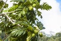 Breadfruit