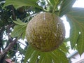Breadfruit delicious tasty fruit Royalty Free Stock Photo