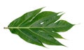 Breadfruit leaf Royalty Free Stock Photo