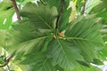 Breadfruit leaf Artocarpus altilis Royalty Free Stock Photo