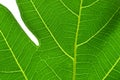 Breadfruit leaf Royalty Free Stock Photo