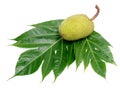 Breadfruit leaf isolated Royalty Free Stock Photo