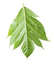breadfruit leaf isolated on a white background Royalty Free Stock Photo