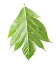 breadfruit leaf isolated on a white background