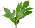 Breadfruit leaf isolated on white background Royalty Free Stock Photo