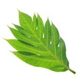 Breadfruit leaf Royalty Free Stock Photo