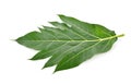 Breadfruit leaf on white background. Royalty Free Stock Photo