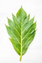 Breadfruit leaves Royalty Free Stock Photo