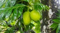 Breadfruit Royalty Free Stock Photo