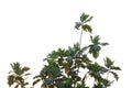 Breadfruit plant leaves with branches on white isolated background for green foliage backdrop Royalty Free Stock Photo