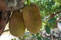 Breadfruit songkhla thailand