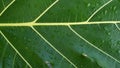 Breadfruit Texture Leaf Royalty Free Stock Photo