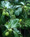 Breadfruit tree Royalty Free Stock Photo