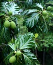 Breadfruit tree