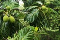 Breadfruit tree