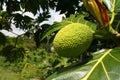 Breadfruit tree