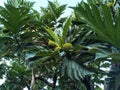 Breadfruit Tree (Artocarpus altilis), Moraceae family. Royalty Free Stock Photo