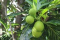 Breadfruit on tree