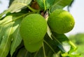 Breadfruit on tree Royalty Free Stock Photo