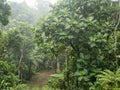 Breadfruit Tree in Dense Forest Royalty Free Stock Photo
