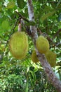 Breadfruit tree