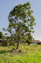 Breadfruit Tree With Fruits Royalty Free Stock Photo