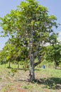 Breadfruit Tree With Fruits In Sunlight