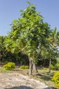 Breadfruit Tree In The Sun