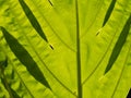 Breadfruit Tree Texture Leaf Royalty Free Stock Photo