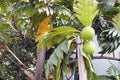 breadfruit tree Royalty Free Stock Photo
