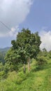 Breadfruit tree in the Cikancung area