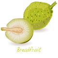 Breadfruit vector