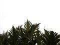 Breadfruit on white background