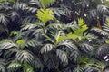 Breadfruits (Artocarpus altilis) green leaves for natural background