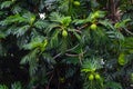 Breadfruits Artocarpus altilis and its green leaves on the tree