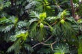 Breadfruits Artocarpus altilis and its green leaves on the tree