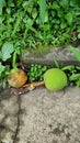 breadfruits lays on the ground Royalty Free Stock Photo