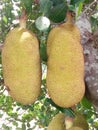 Breadfruits