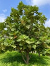 Breadfruits tree Royalty Free Stock Photo