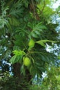 Breadfruits tree