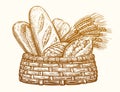 Bakery products in wicker basket. Fresh baked goods, sketch vintage vector illustration. Breads and ears of wheat Royalty Free Stock Photo