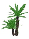 Breadtree, broodboom, eastern cape giant, bushman's river cycad or uJobane, encephalartos altensteinii, tree - 3D render